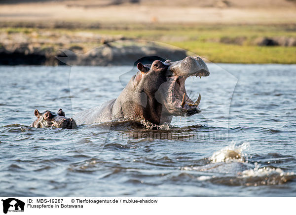 Flusspferde in Botswana / MBS-19287