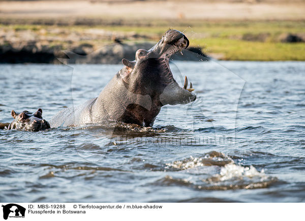 Flusspferde in Botswana / MBS-19288
