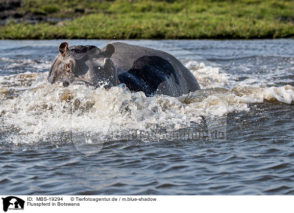 Flusspferd in Botswana / MBS-19294