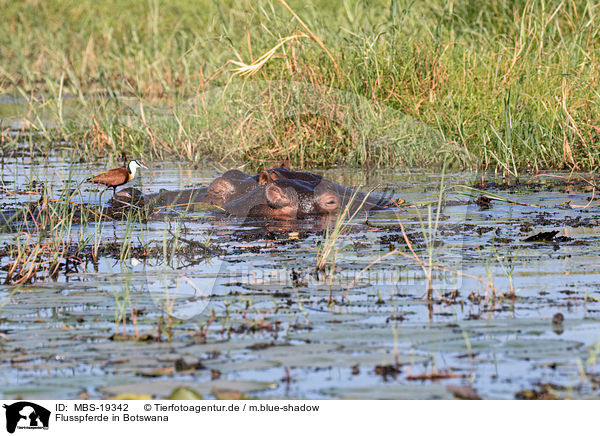 Flusspferde in Botswana / River Horses in botswana / MBS-19342