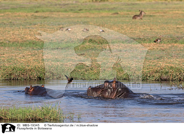 Flusspferde in Botswana / MBS-19345