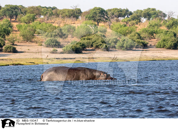 Flusspferd in Botswana / River Horse in botswana / MBS-19347
