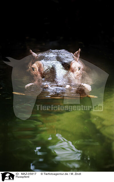 Flusspferd / MAZ-05817
