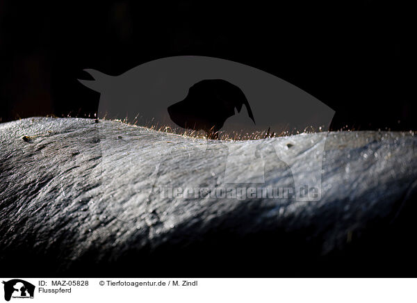 Flusspferd / MAZ-05828