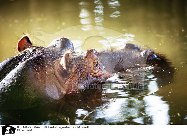 Flusspferd / hippo / MAZ-05844