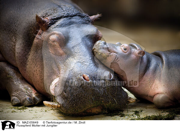 Flusspferd Mutter mit Jungtier / Hippo mother with baby / MAZ-05849
