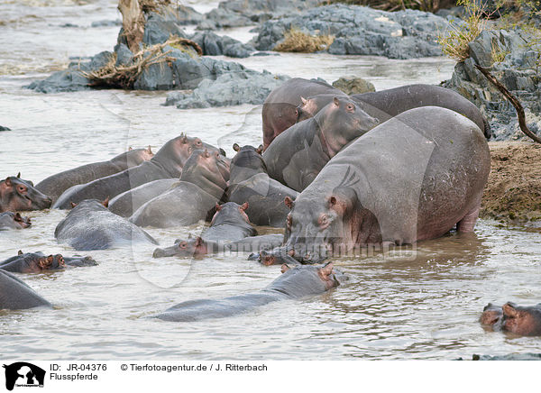 Flusspferde / River Horses / JR-04376