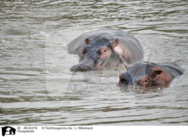 Flusspferde / River Horses / JR-04379