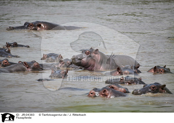 Flusspferde / River Horses / JR-04383