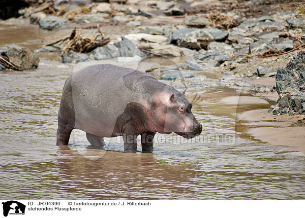 stehendes Flusspferde / standing River Horses / JR-04390