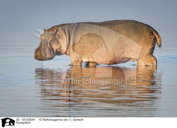 Flusspferd / River Horse / IG-02834