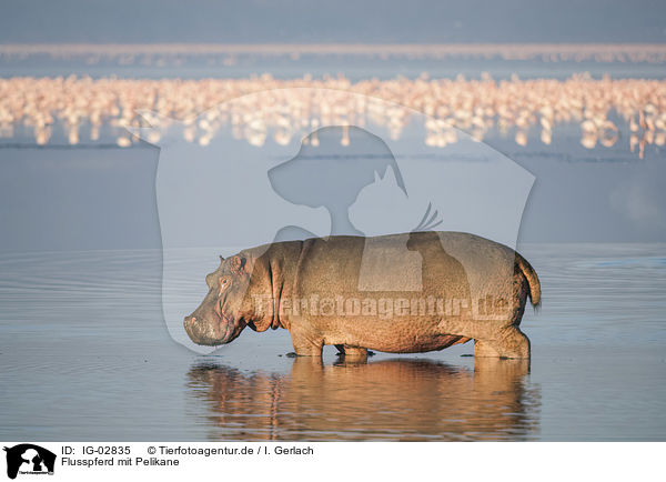 Flusspferd mit Pelikane / IG-02835