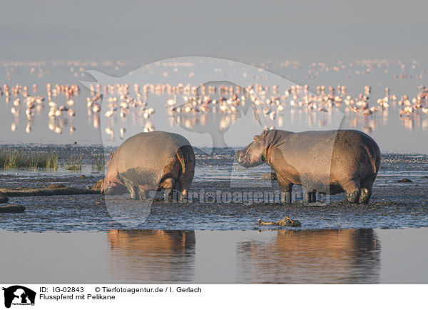 Flusspferd mit Pelikane / River Horse with Pelicans / IG-02843
