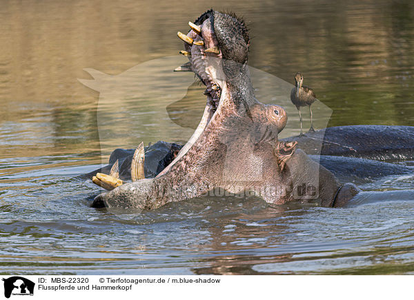 Flusspferde und Hammerkopf / River Horses and Hammerhead / MBS-22320