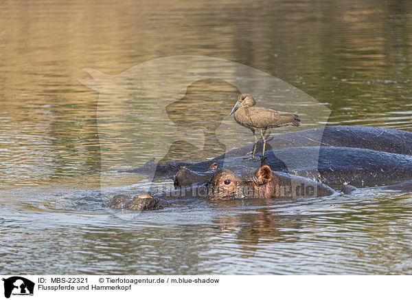 Flusspferde und Hammerkopf / MBS-22321