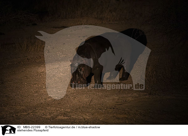 stehendes Flusspferd / standing River Horse / MBS-22399
