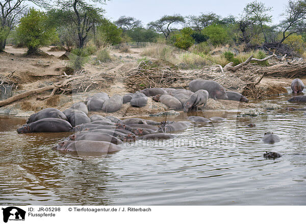 Flusspferde / hippos / JR-05298