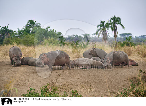 Flusspferde / hippos / JR-05303