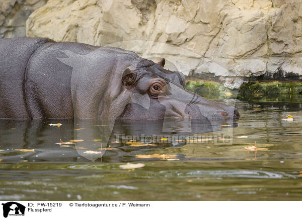 Flusspferd / hippo / PW-15219