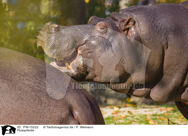 Flusspferde / hippos / PW-15222