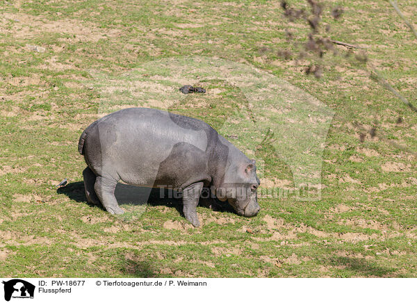 Flusspferd / PW-18677