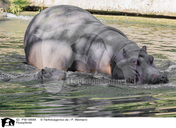 Flusspferde / hippos / PW-18688