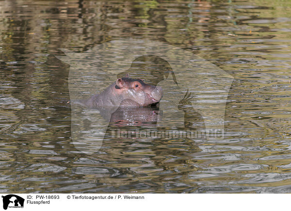 Flusspferd / hippo / PW-18693