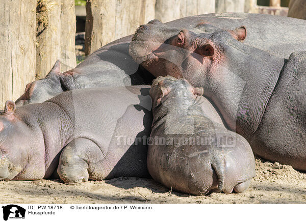 Flusspferde / hippos / PW-18718