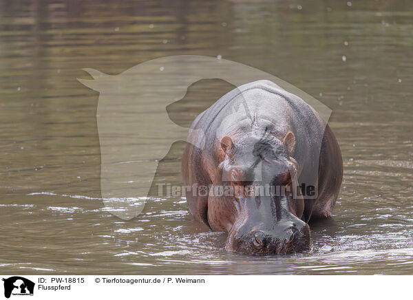 Flusspferd / hippo / PW-18815