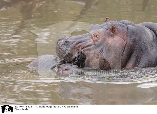 Flusspferde / hippos / PW-18821