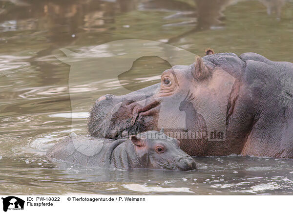 Flusspferde / hippos / PW-18822