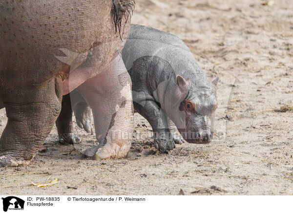 Flusspferde / hippos / PW-18835