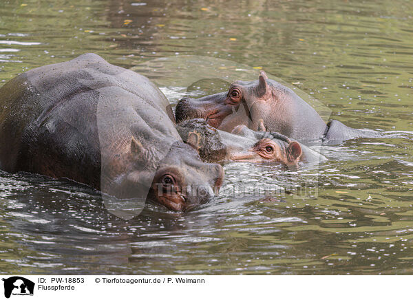 Flusspferde / hippos / PW-18853