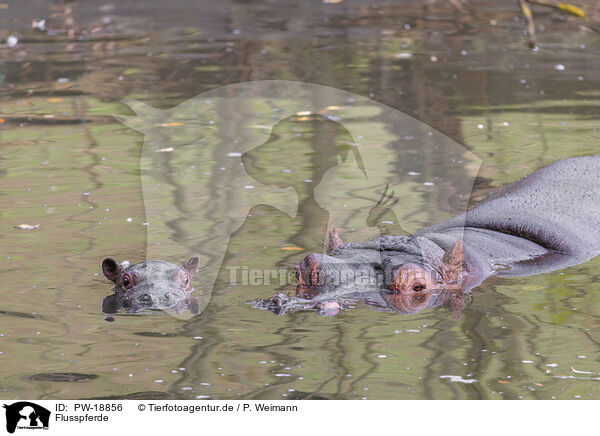 Flusspferde / hippos / PW-18856