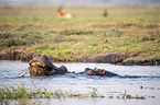 Flusspferde in Botswana