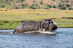 Flusspferd in Botswana