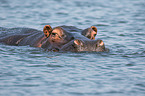 Flusspferd in Botswana