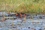 Flusspferde in Botswana