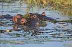 Flusspferde in Botswana