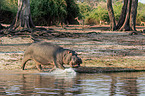 Flusspferd in Botswana