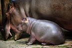 Flusspferd Mutter mit Jungtier
