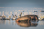 Flusspferd mit Pelikane