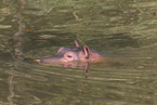 Flusspferd