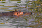 Flusspferd