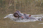 Flusspferd