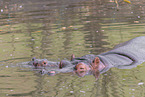 Flusspferde