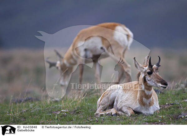 Gabelbcke / pronghorn antelopes / HJ-03848