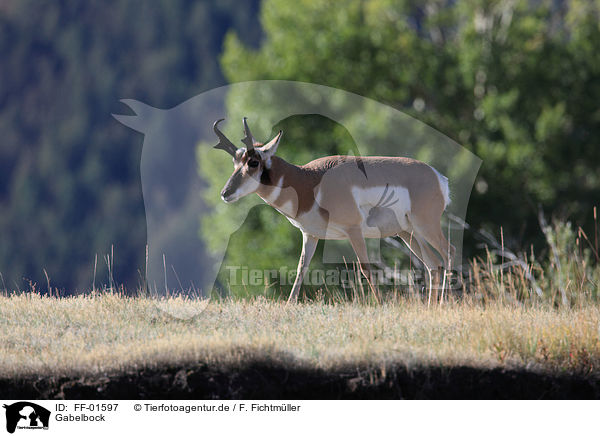 Gabelbock / pronghorn antelope / FF-01597
