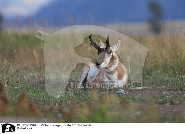 Gabelbock / pronghorn antelope / FF-01599