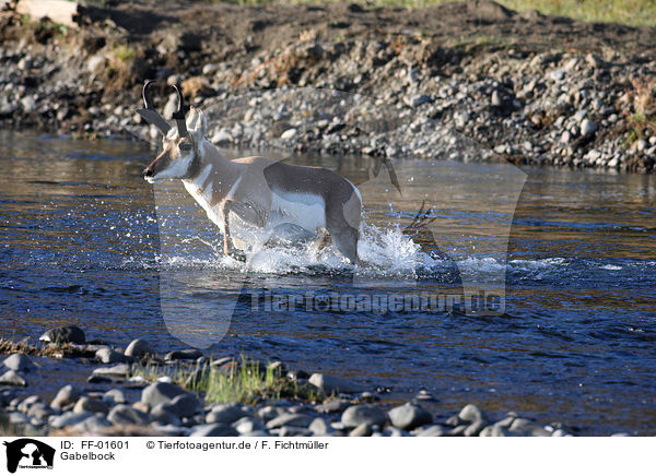 Gabelbock / pronghorn antelope / FF-01601